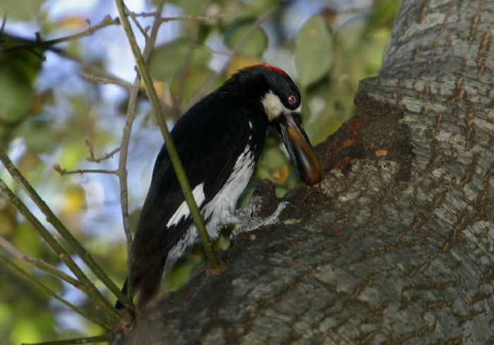 Melanerpes formicivorus Picidae