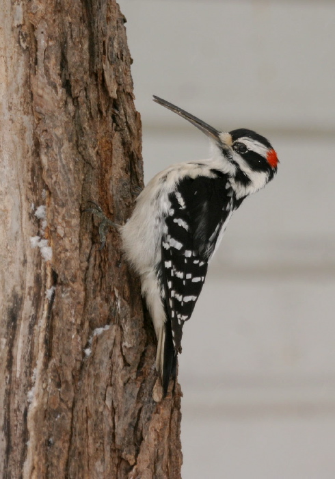 Picoides villosus Picidae