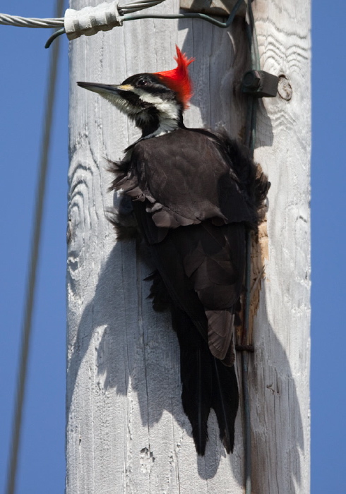 Dryocopus pileatus Picidae