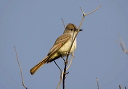 ash-throated_flycatch_197a0