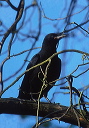 northwestern_crow