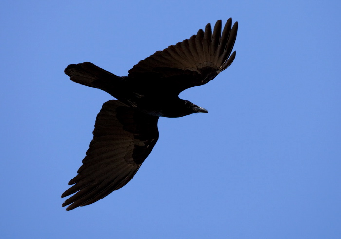 Corvus ossifragus Corvidae