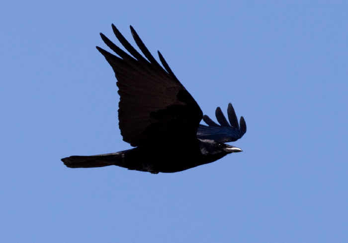 Corvus ossifragus Corvidae