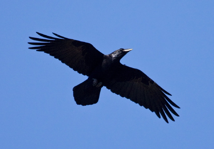 Corvus corax Corvidae
