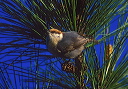 brown-headed_nuthatch