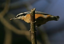 red-breasted_nuthatch472