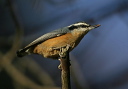 red-breasted_nuthatch489