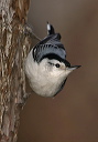 white-breasted_nuthatch079