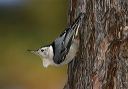 white-breasted_nuthatch091