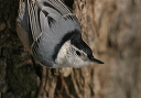 white-breasted_nuthatch8534