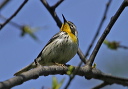 yellow-throated_warbler4