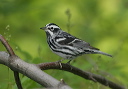 black-and-white_warbler109