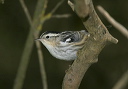 black-and-white_warbler3875