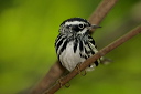 black-and-white_warbler433