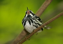 black-and-white_warbler435
