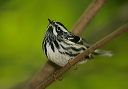 black-and-white_warbler437