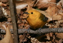 prothonotary_warbler225