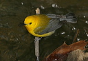 prothonotary_warbler7987