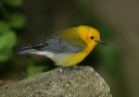 prothonotary_warbler8000