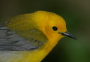 prothonotary_warbler_a8000