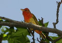 summer_tanager416