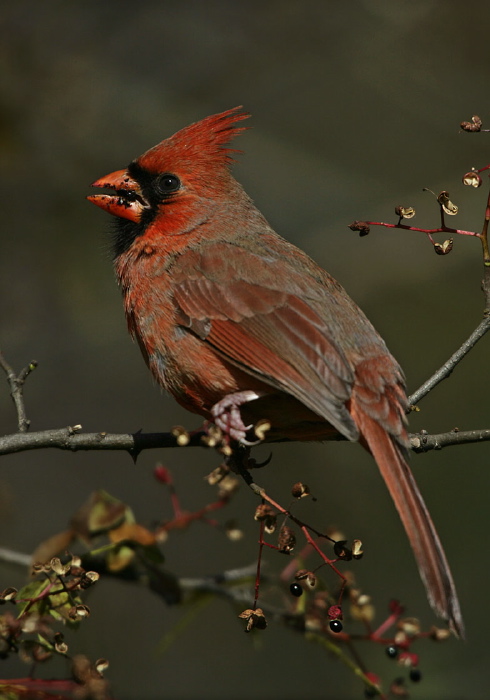 Cardinalis cardinalis Cardinalidae