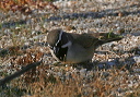 black-throated_sparrow333