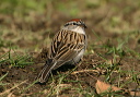 chipping_sparrow_030412