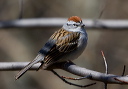 chipping_sparrow_0509