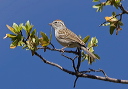 chipping_sparrow_6209