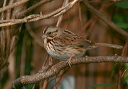 img_7859_song_sparrow