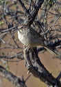 rufous-crowned_sparrow_6192
