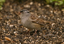 white-crowned_sparrow4_ed79