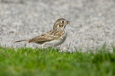 yl0d1866_sparrow