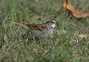 zh3z5233_sparrow