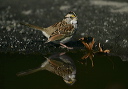 zh3z5431_sparrow
