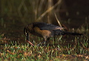 boat-tailed_grackle_ci02