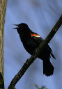 red-winged_blackbird7938