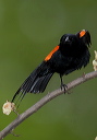 red-winged_blackbird_0924