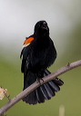 redwinged_blackbird_0919