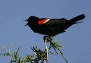 redwingedblackbird067