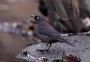 rustyblackbird