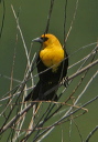yellow-headed_blackbird300
