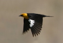 yellow-headed_blackbird302