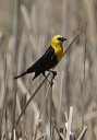 yellow-headed_blackbird304