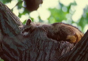 common_raccoon