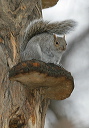 gray_squirrel_yl0d1180