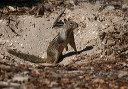 img_2868_squirrel