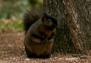 img_5994_squirrel