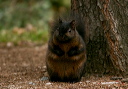 img_5995_squirrel